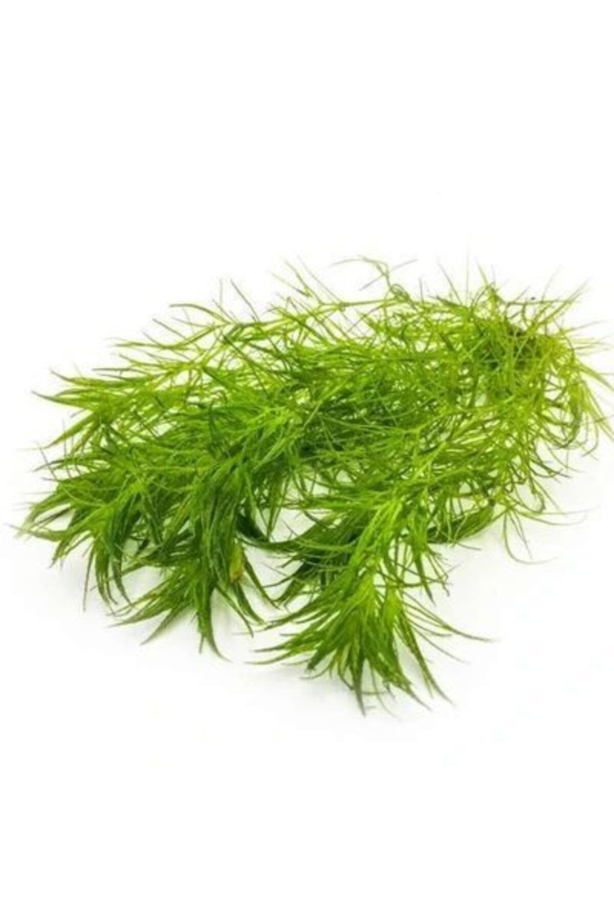 Promedanature Guppy Grass Najas Guadalupensis Buket
