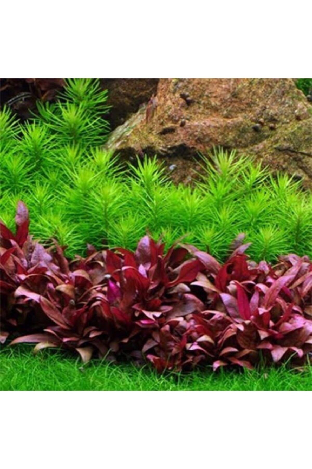 Sakura Alternanthera Reineckii Mini