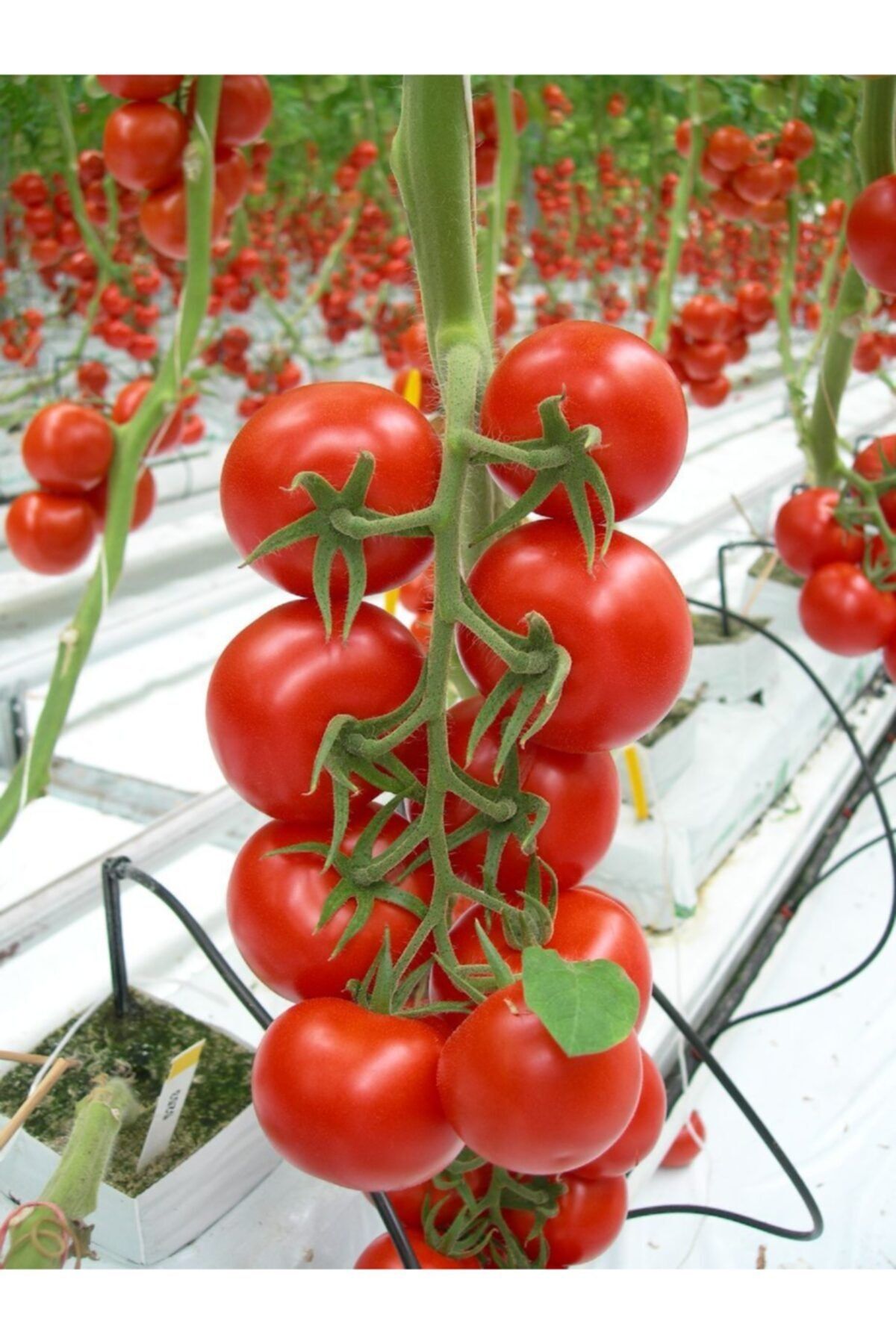 sole hollanda dan ithal salkim ceri cherry domates tohumu 25 tohum fiyati yorumlari trendyol