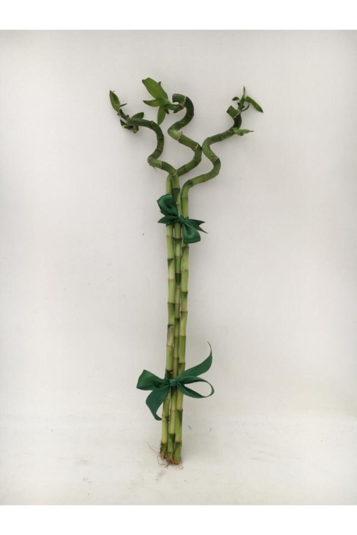 fidanova Bambu 40cm 3lü