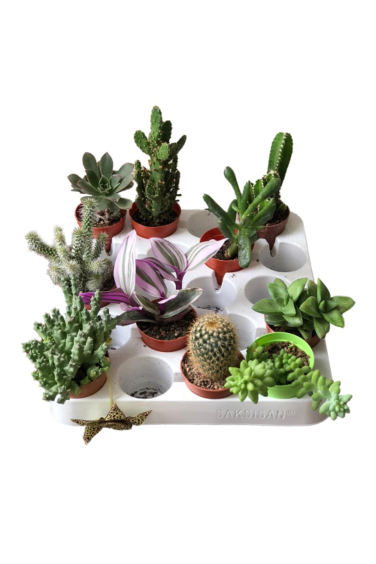 SOcactus 10'lu Sukulent Ve Kaktüs Karışım