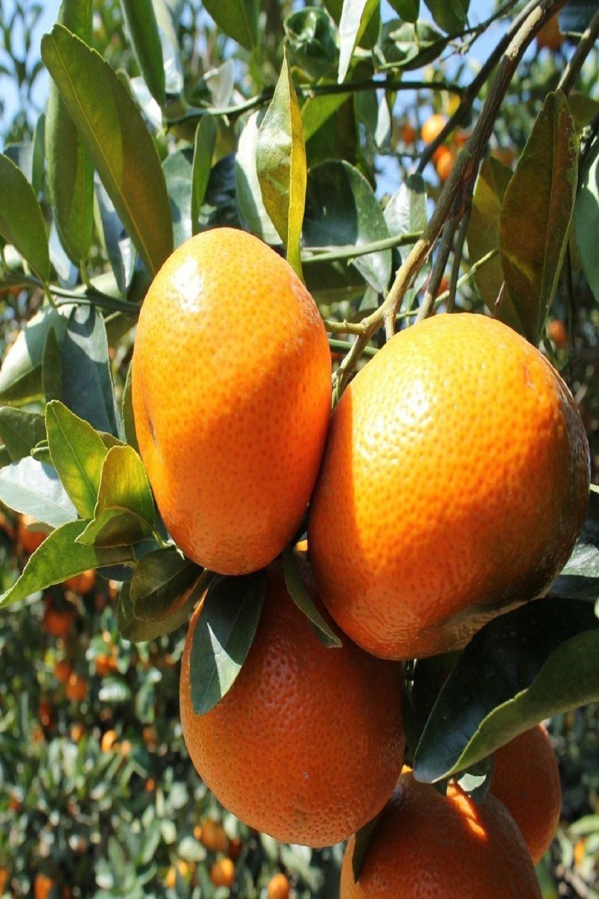 KARDEŞLER FİDANCILIK Bodrum Mandalina