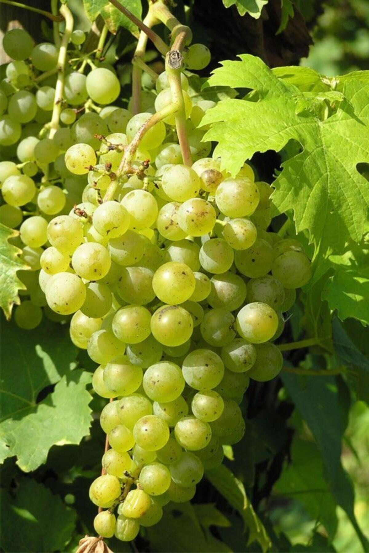 ruzgarbotanik Riesling Üzümü Asması Fidanı 2 Yaşında