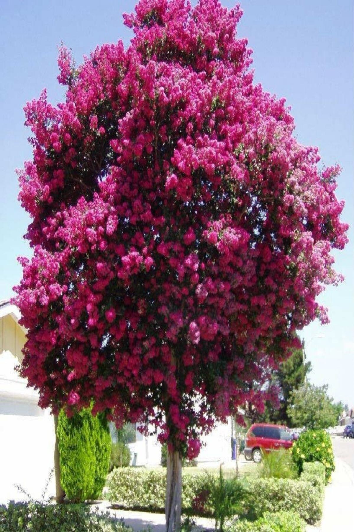 İdea Bahçe Tüplü Oya Ağacı Fidanı (4-5 Yaş 200-300cm)