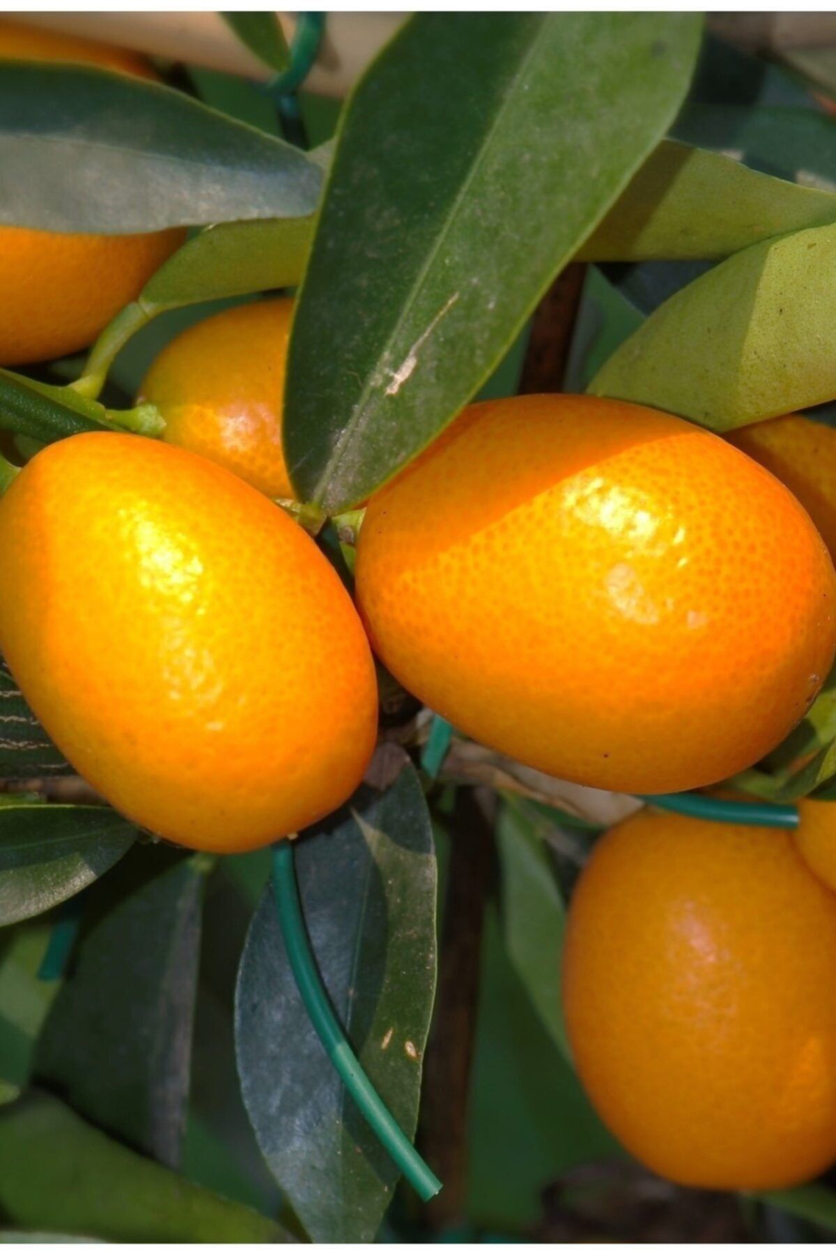 tropicaltat Kumquat 500 gr
