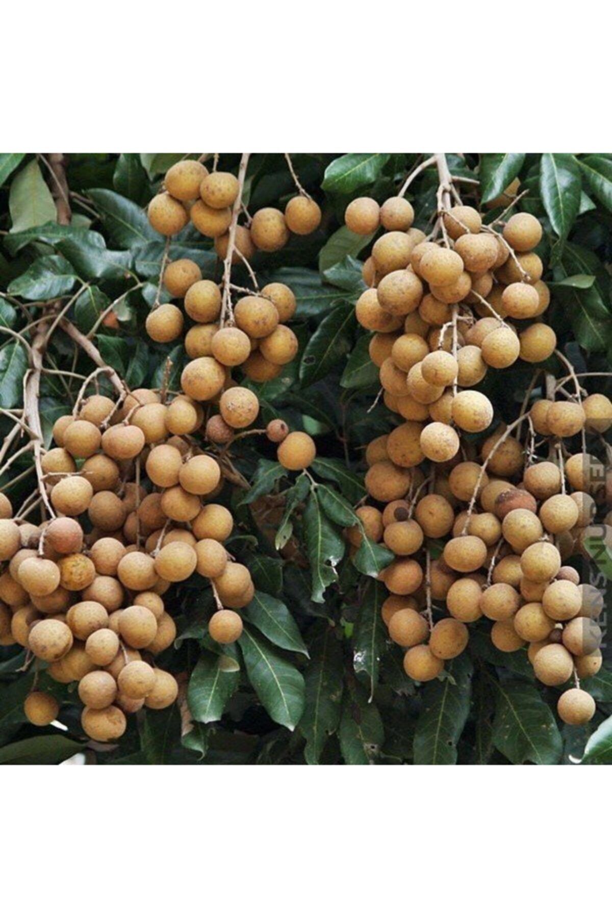 İdea Bahçe Nadir Çeşit Tüplü Longan(ejderha Gözü) Fidanı