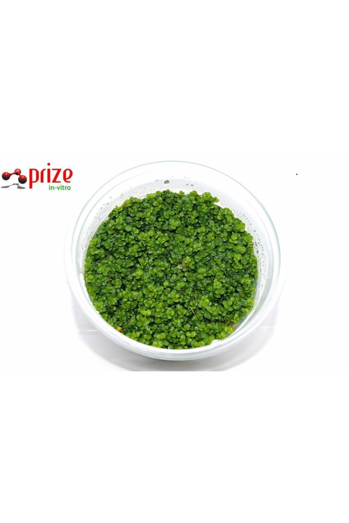 PRİZE Hemianthus Callitrichoides Cuba