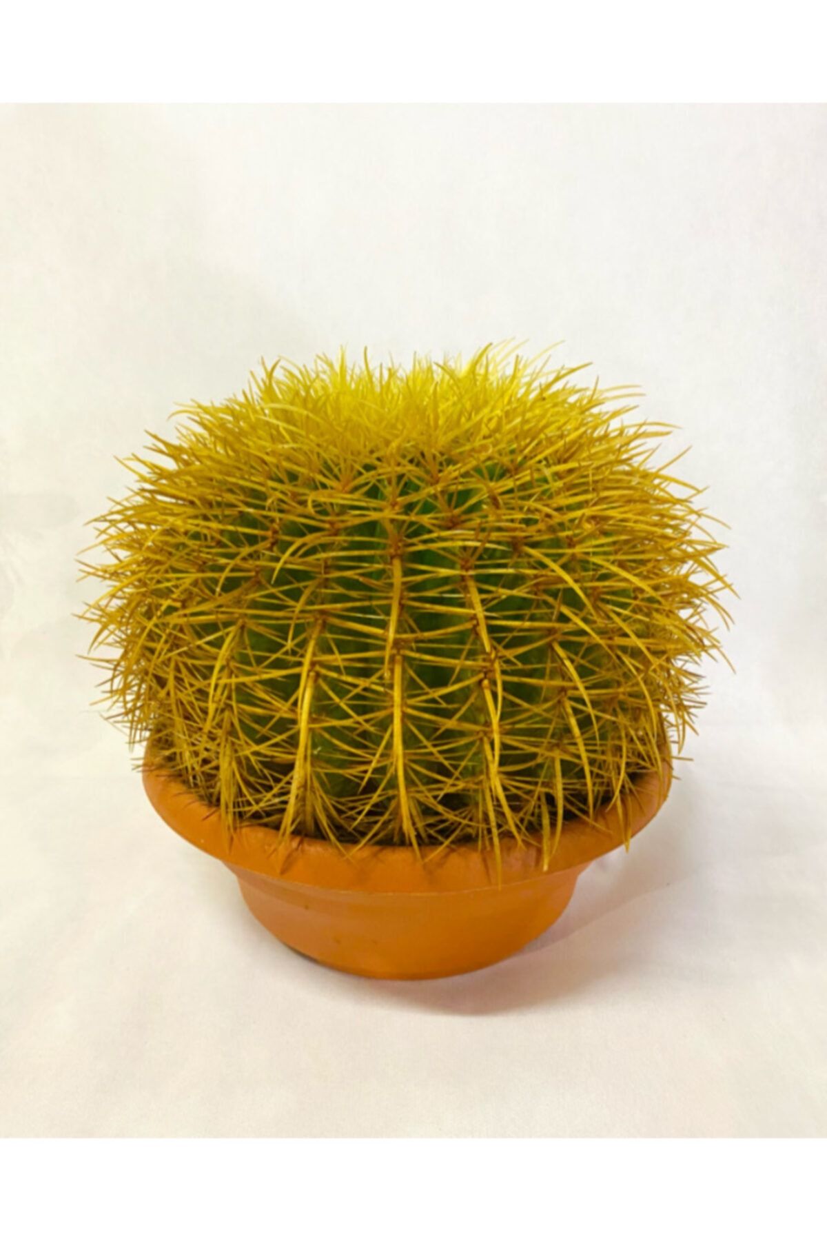Beta Botanik Dev Altın Fıçı Kaktüs ( Echinocactus Grusonii Variegata)