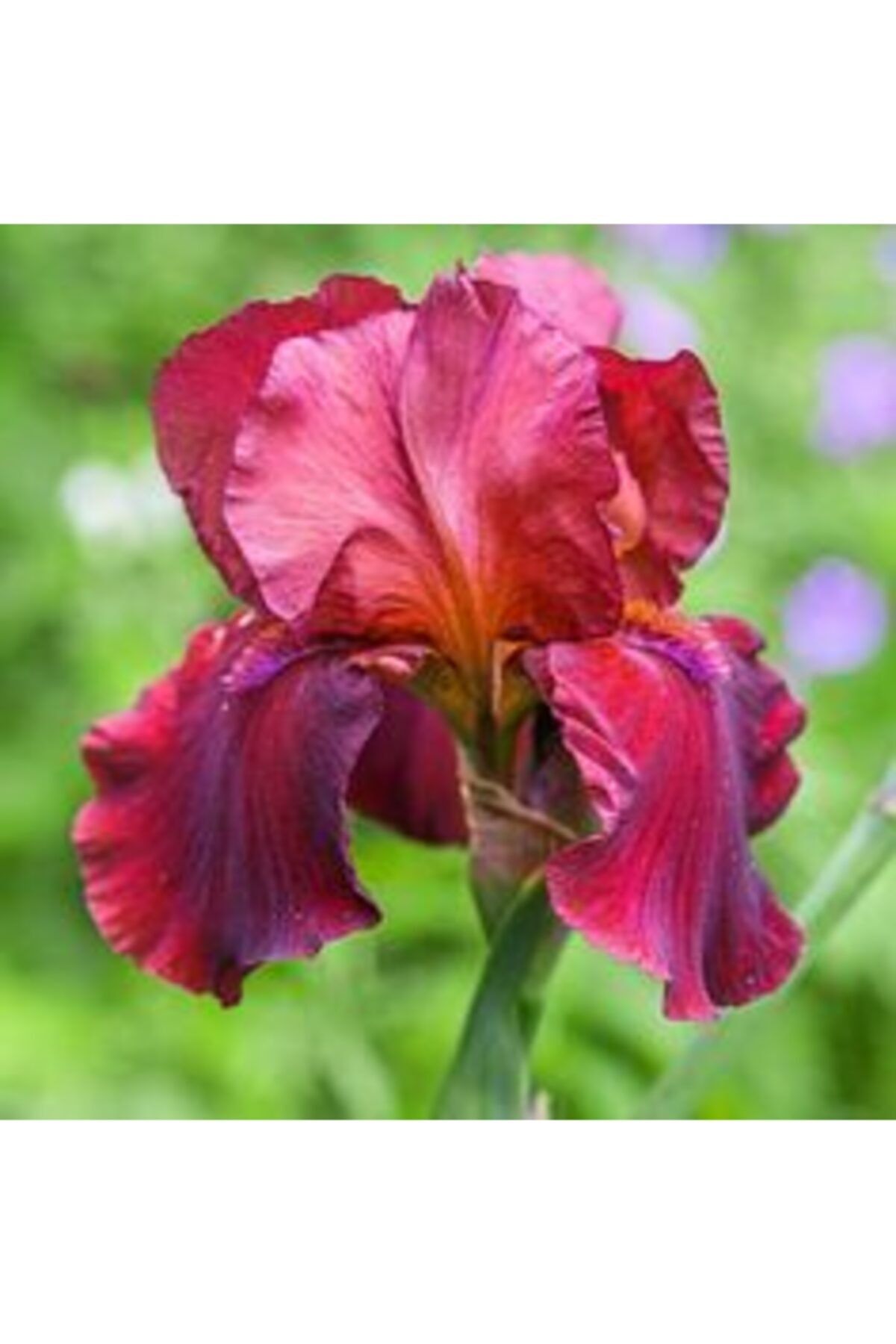 GARDENYA TOHUMCULUK 2 Adet Fuşya Renk Iris (süsen) Germanica Çiçek Soğanı