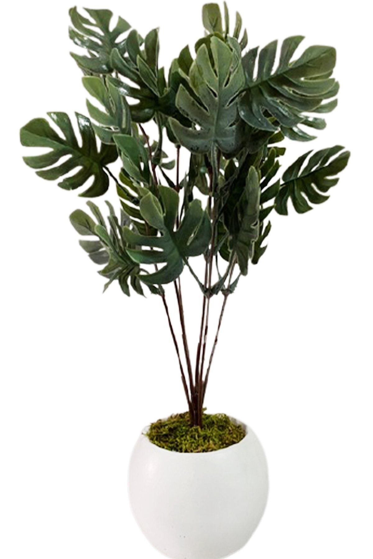 Hediye Vitrini Beyaz Beton Saksı Da Yeşil Monstera Bitkisi Deve Tabanı Ağacı 6 Dallı 30cm