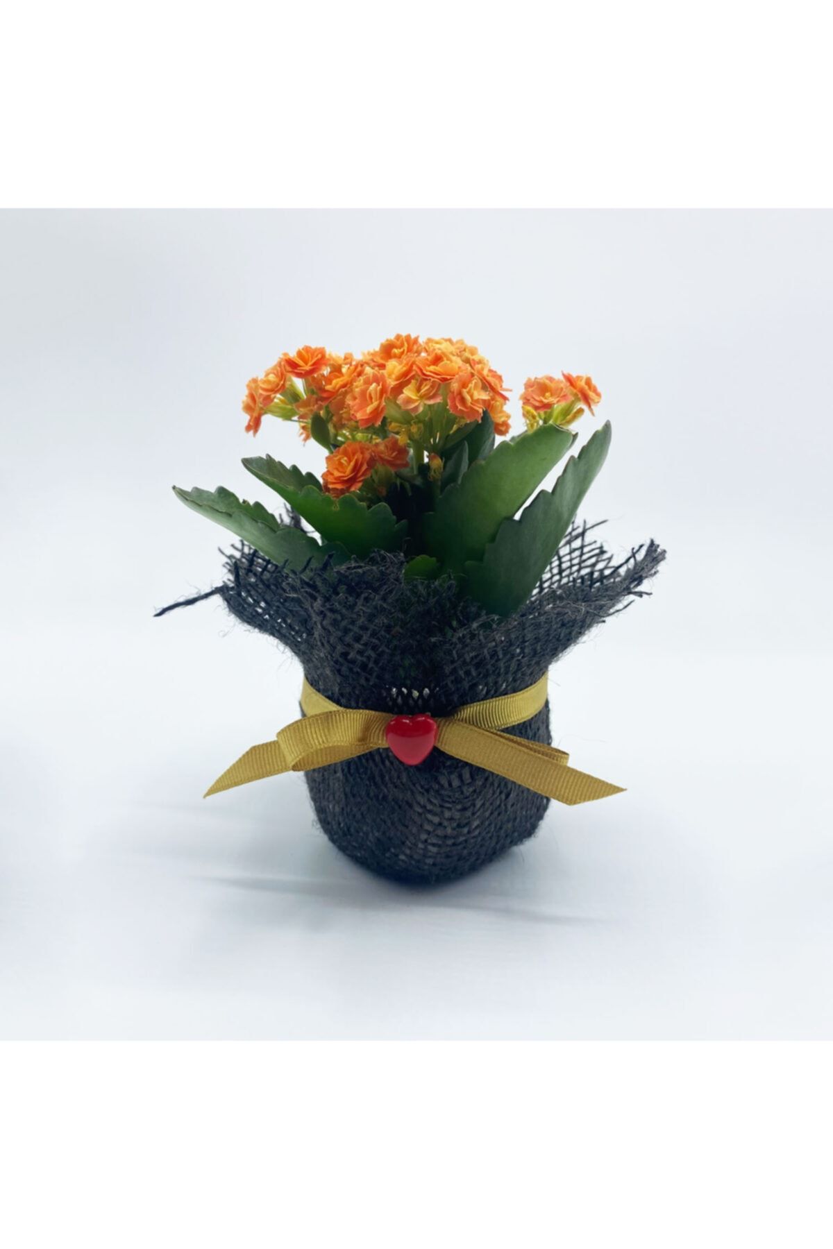 Petit Botanik Black Petit Gift Kalanchoe (kalanşo) Çiçek Tasarımı