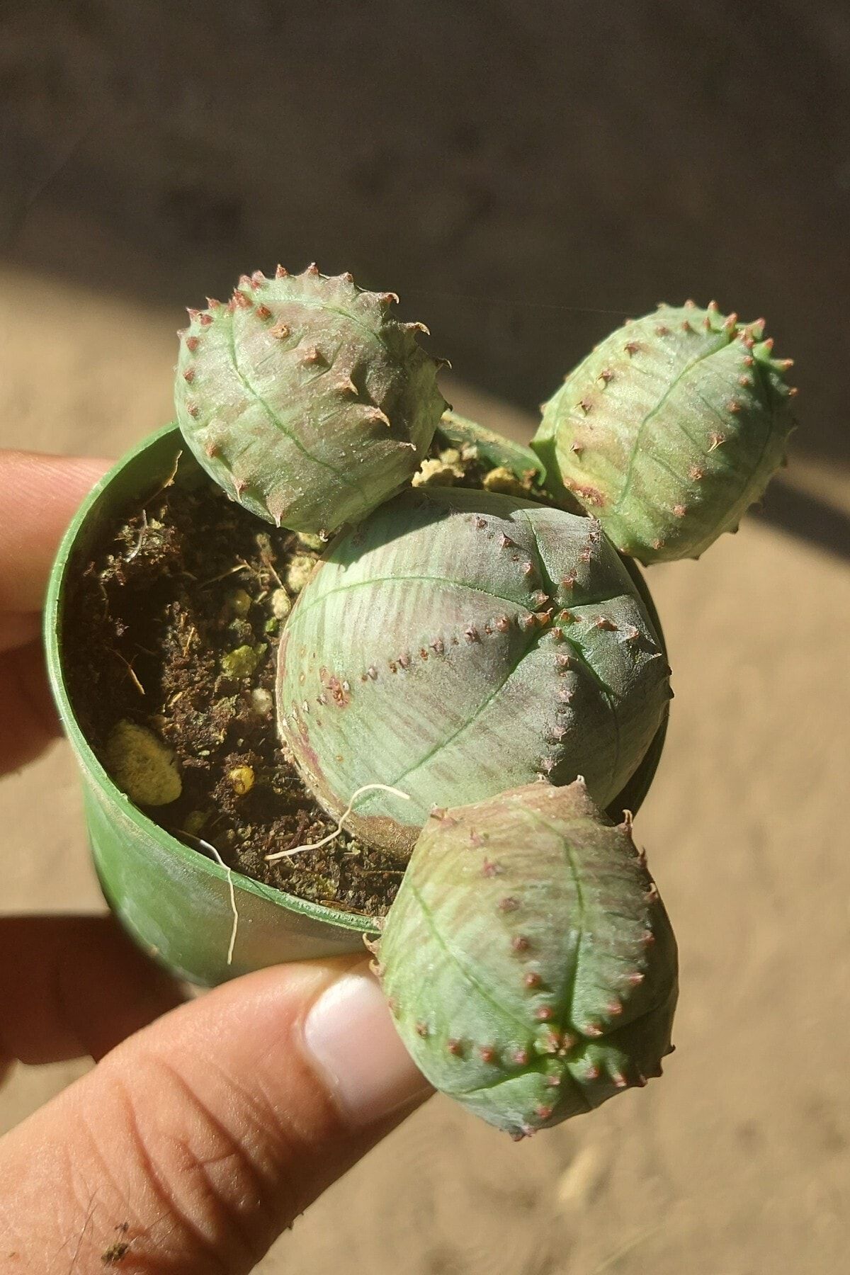 ÇİÇEKFLİX Euphorbia Obesa Özel Kaktüs 5.5 cm