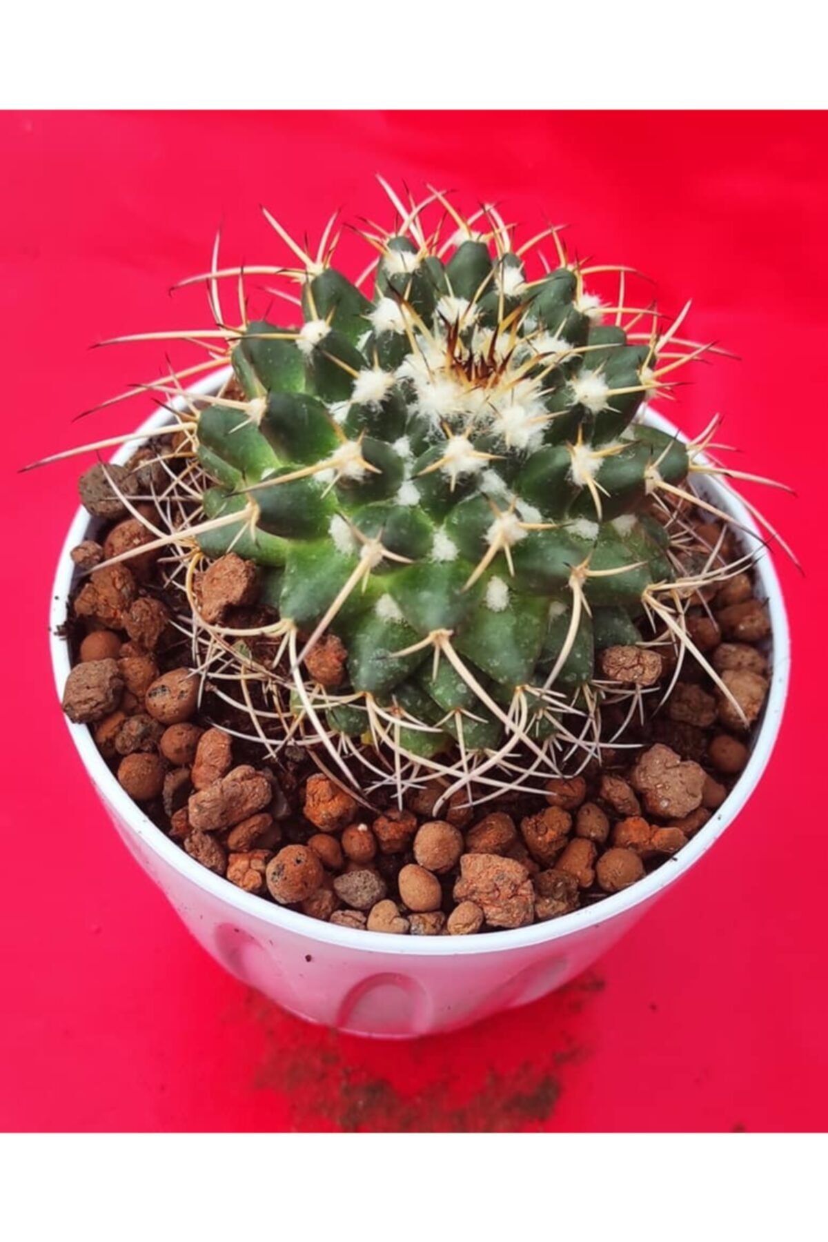 Pagoda Mammillaria-11 cm Saksı (12e/a)
