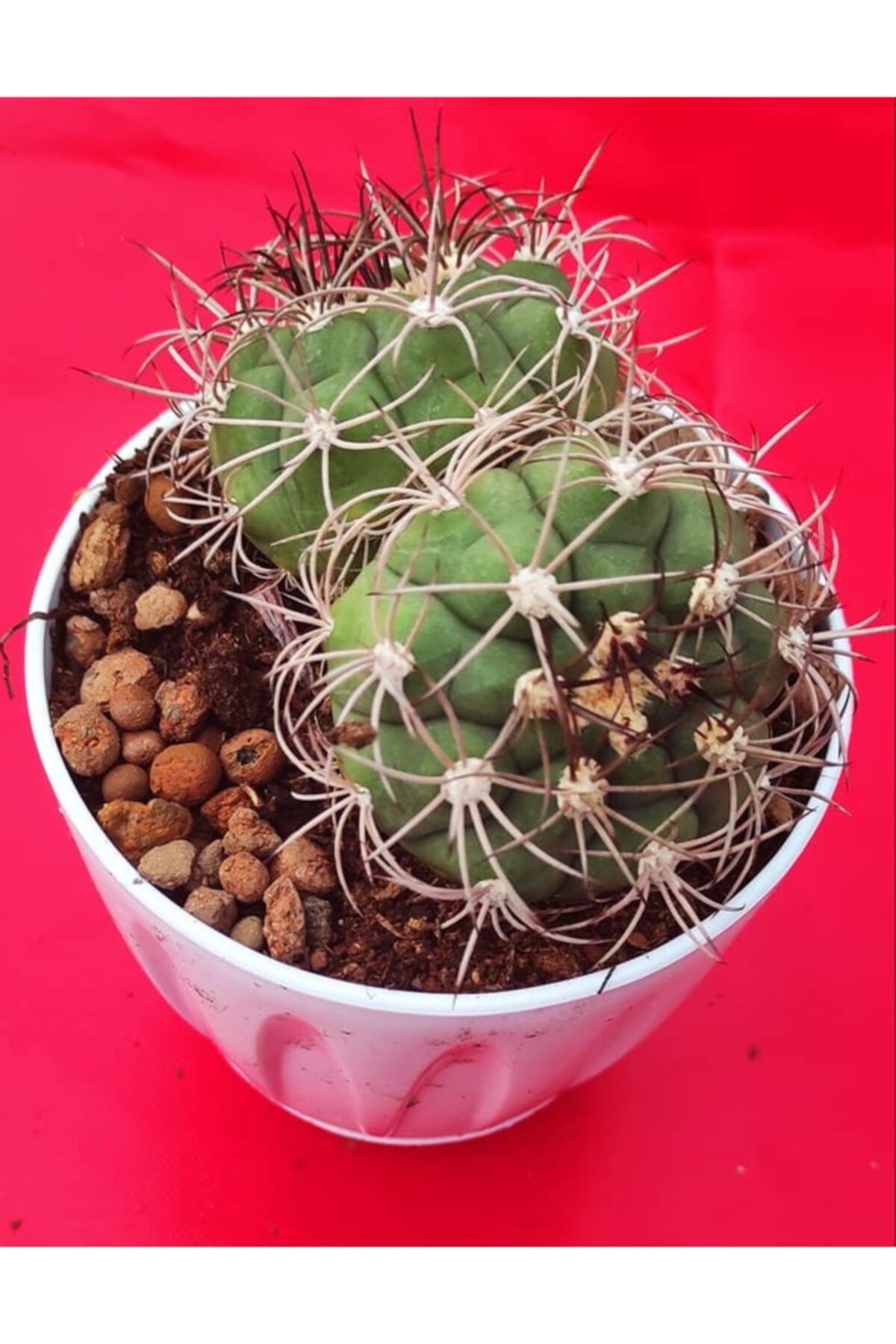Pagoda Gymnocalycium Horstii 11cm Saksı