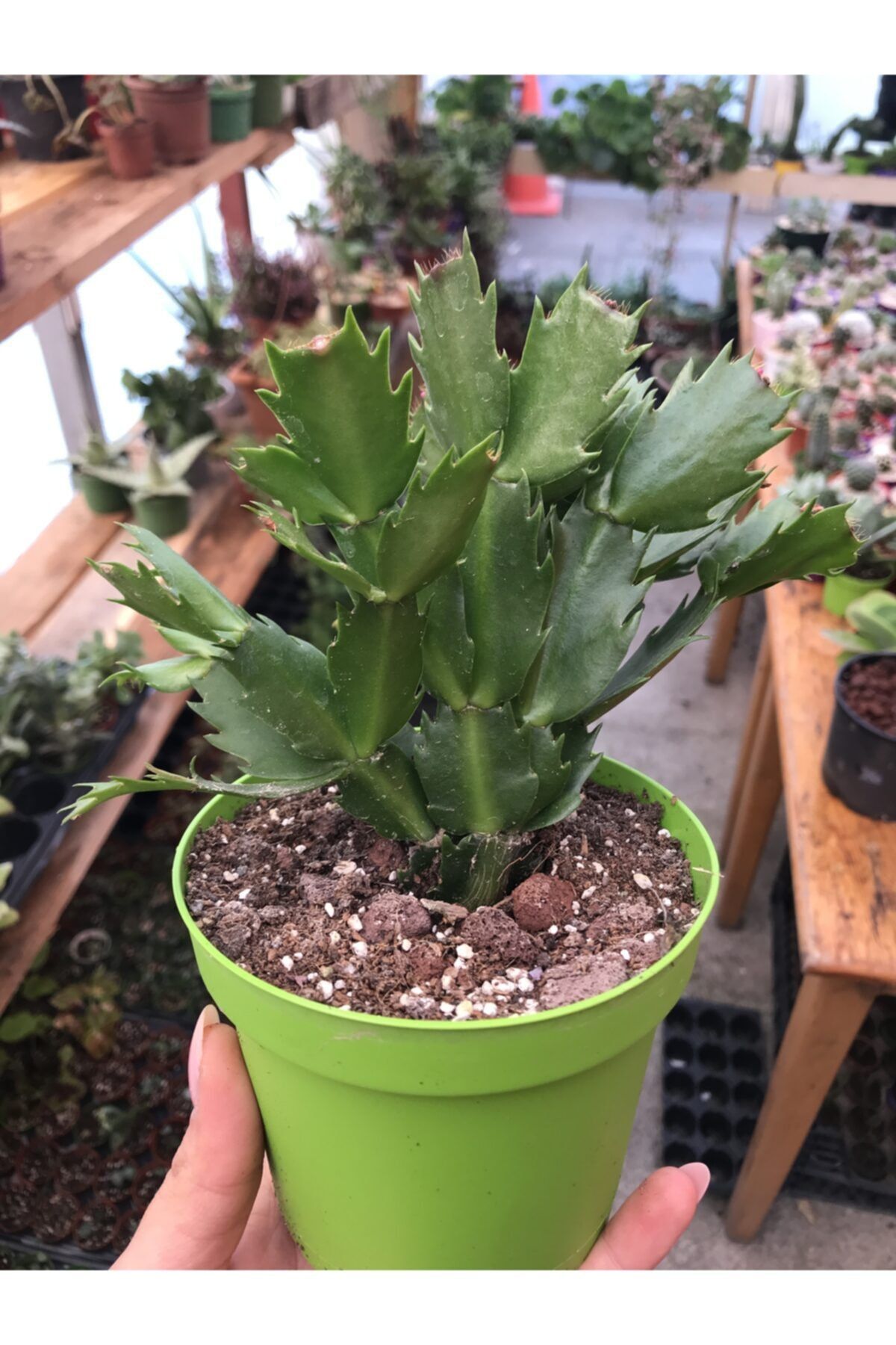 foliumbotanik Yılbaşı Çiçeği Schlumbergera Truncata