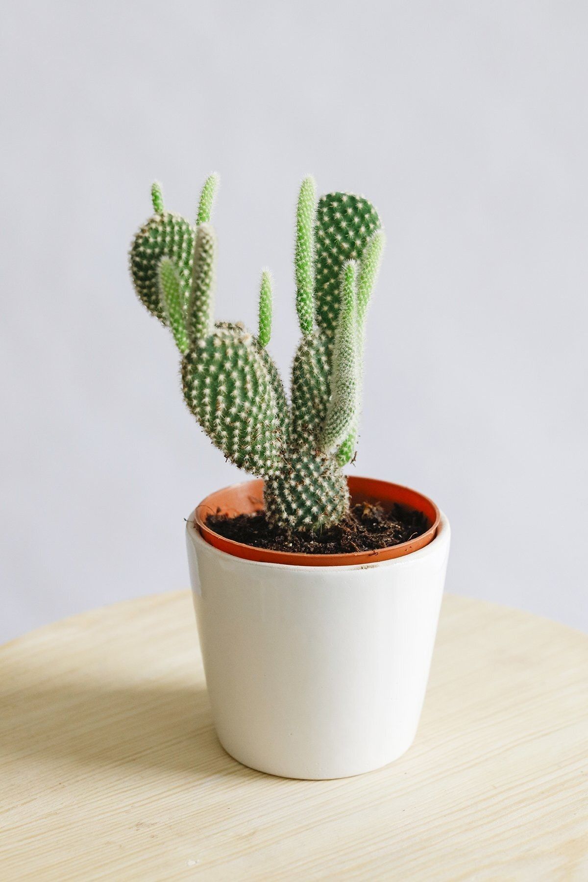 Lagün Çiçek Kaktüs - Opuntia