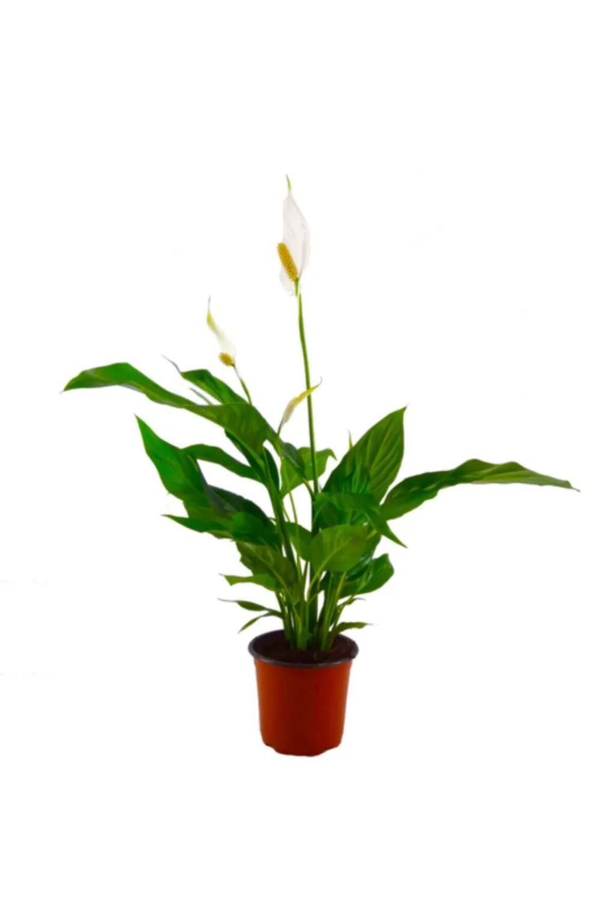 Palmiye Spathiphyllum – Barış Çiçeği (6,5 Cm Saksıda)