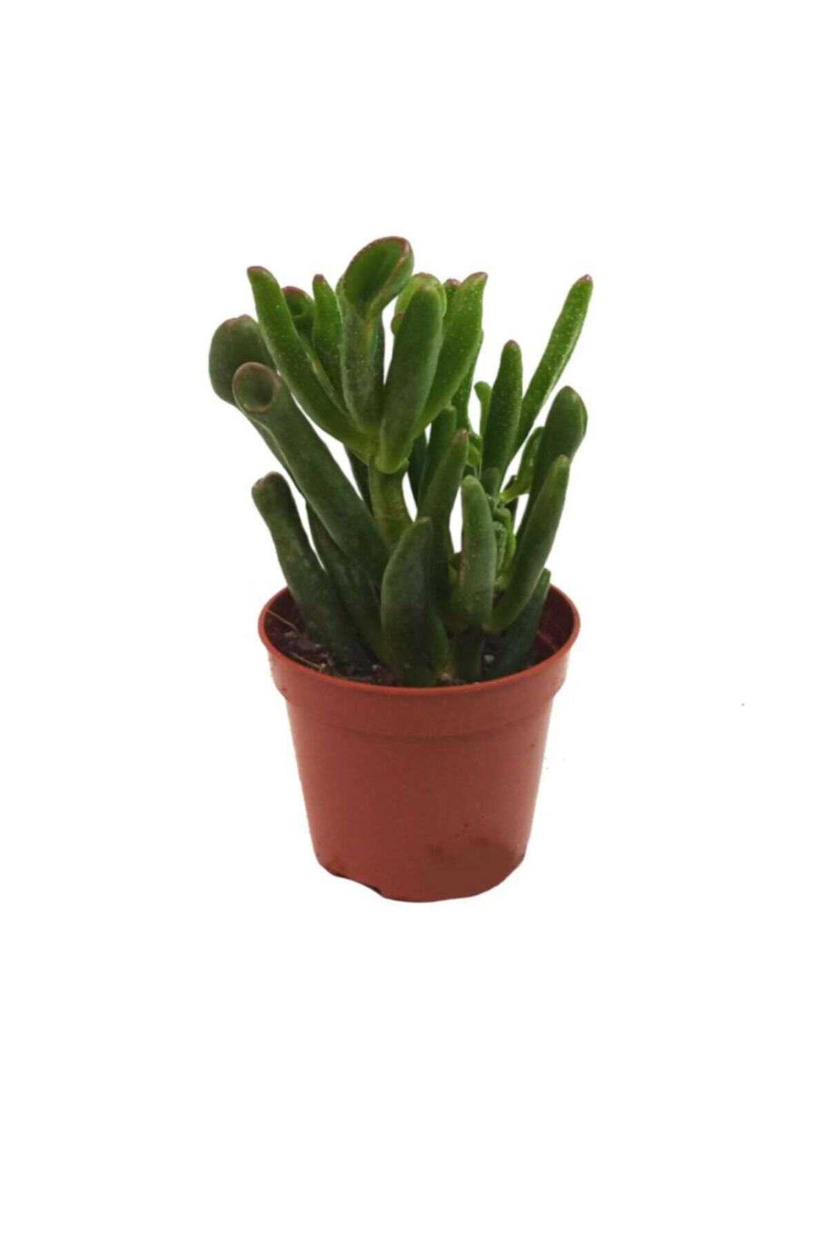 Palmiye Crassula Ovata (5,5 Cm Saksıda)