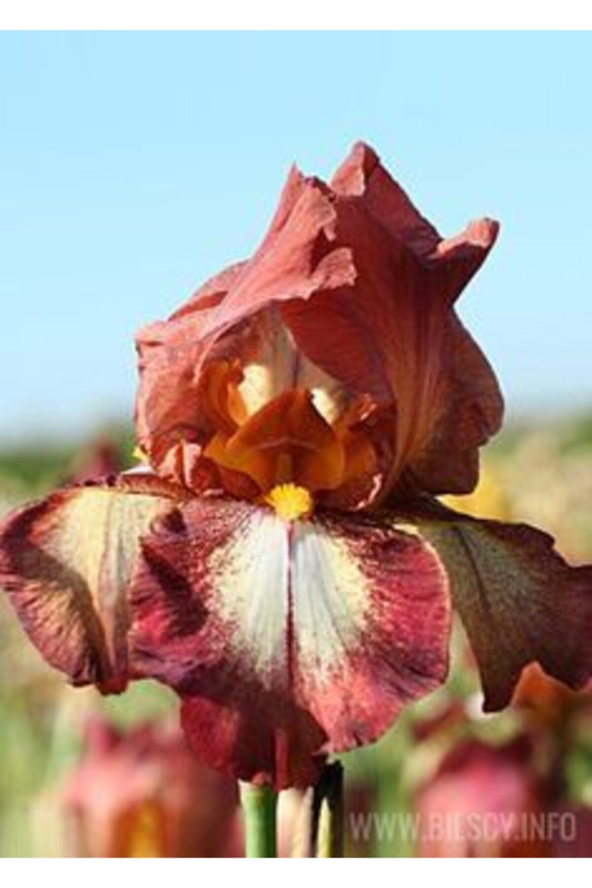GARDENYA TOHUMCULUK 2 Adet Iris (süsen) Germanica Gül Kurusu Renk Çiçek Soğanı
