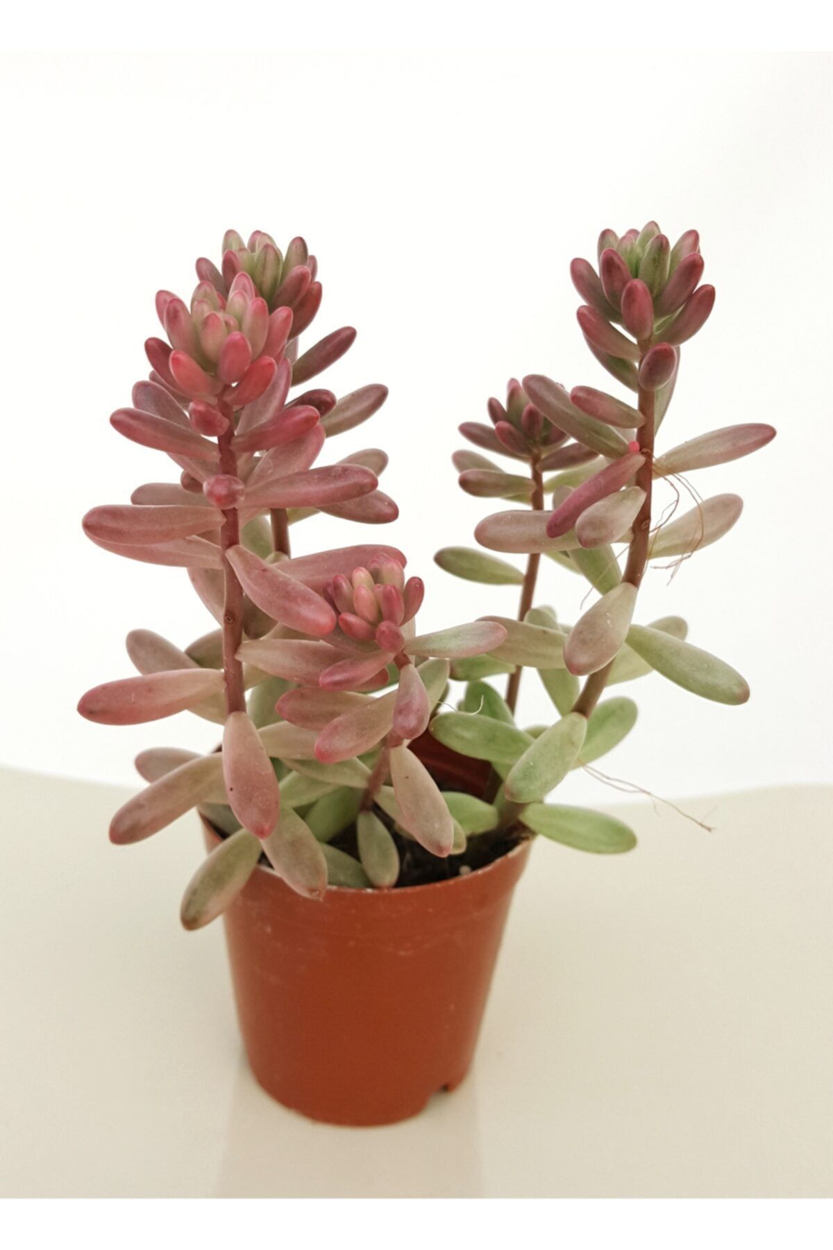 Hilal Garden Sedum Rubrotinctum Aurora Pink Jelly Bean Pembe Özel Tür Sukulent