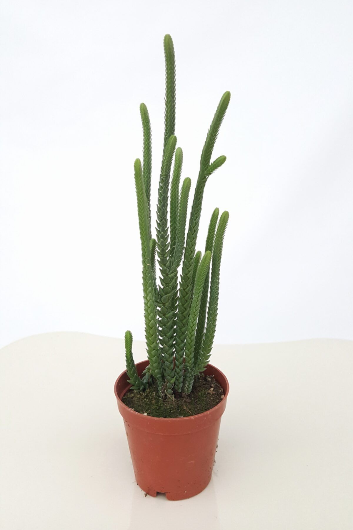Hilal Garden Crassula Muscosa Harmony In Green Özel Tür Sukulent Prenses Çamı