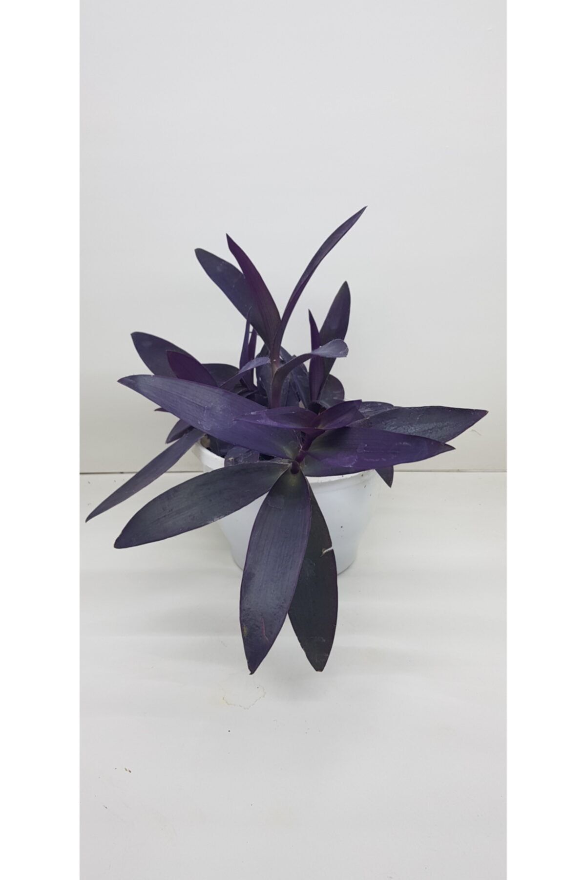 burmet Mor Kalp Telgraf Çiçeği (tradescantia Pallida Purpurea) Askılı Makromede