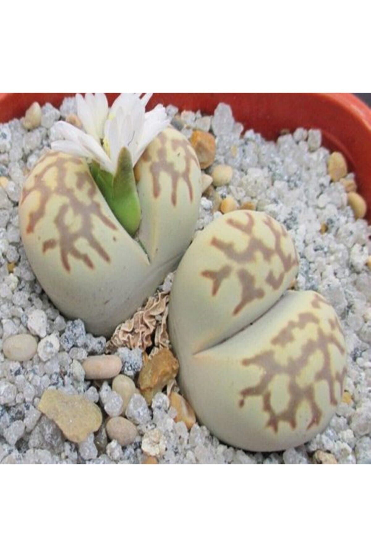 Tohum Dünyam Lithops Julii Ssp Fulleri V Brunnea Sukulent Tohumu