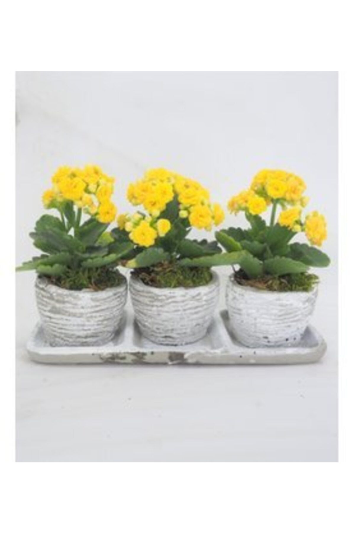 Hasal Süs Bitkileri Sarı Kalanşo Kalanchoe & Eskitme Trio Curve Beton Saksıda Hediyelik Canlı Çiçek