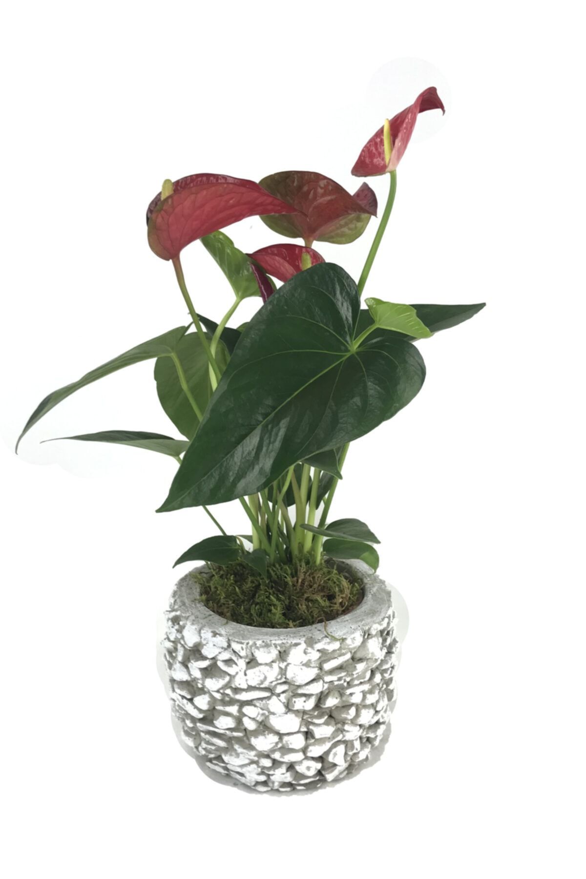 Hediye Çiçek Flamingo Çiçeği Antoryum Anthurium & Beyaz Magle Beton Saksıda Hediyelik Canlı Çiçek