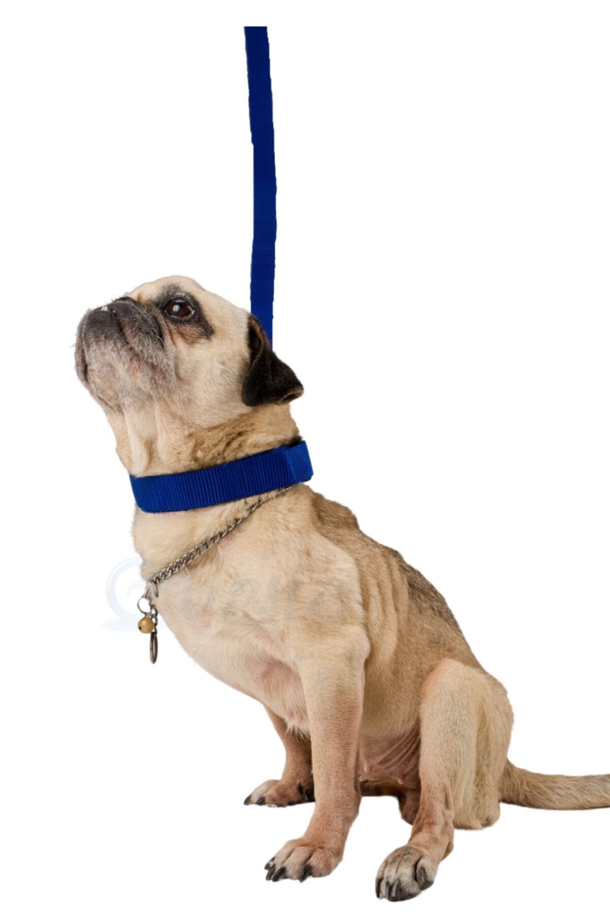 Evene Köpek Tasması Köpek Gezdirme Ayarlanabilir Boyun Tasması Mavi