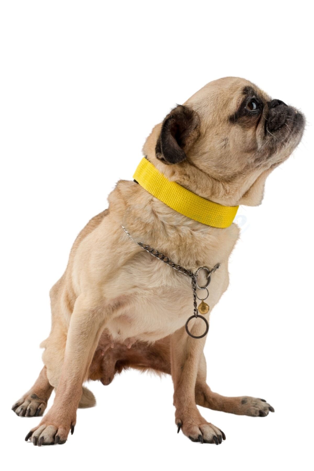 Evene Köpek Tasması Köpek Gezdirme Ayarlanabilir Boyun Tasması Sarı