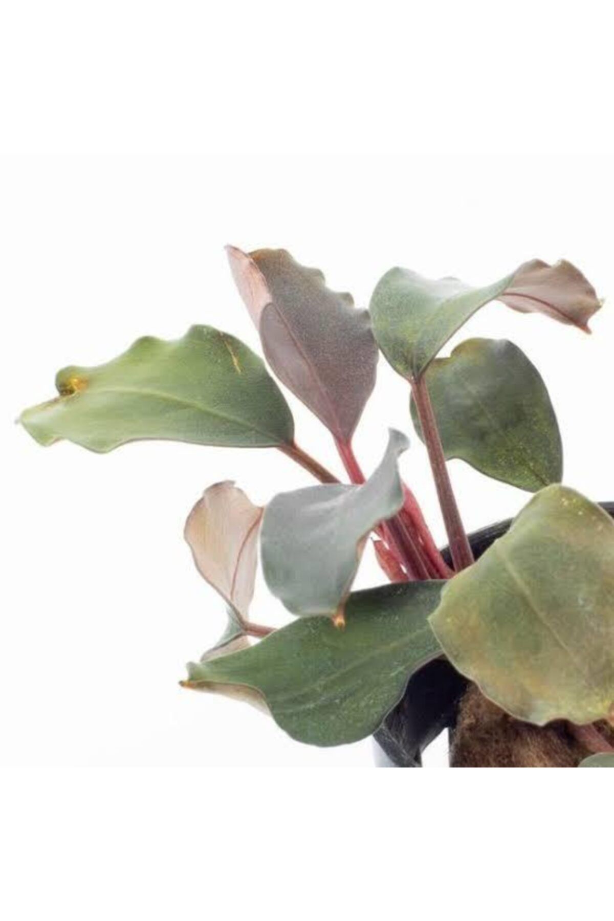 İthâl Bitki Bucephalandra Green Wavy Broad Leaf Saksı