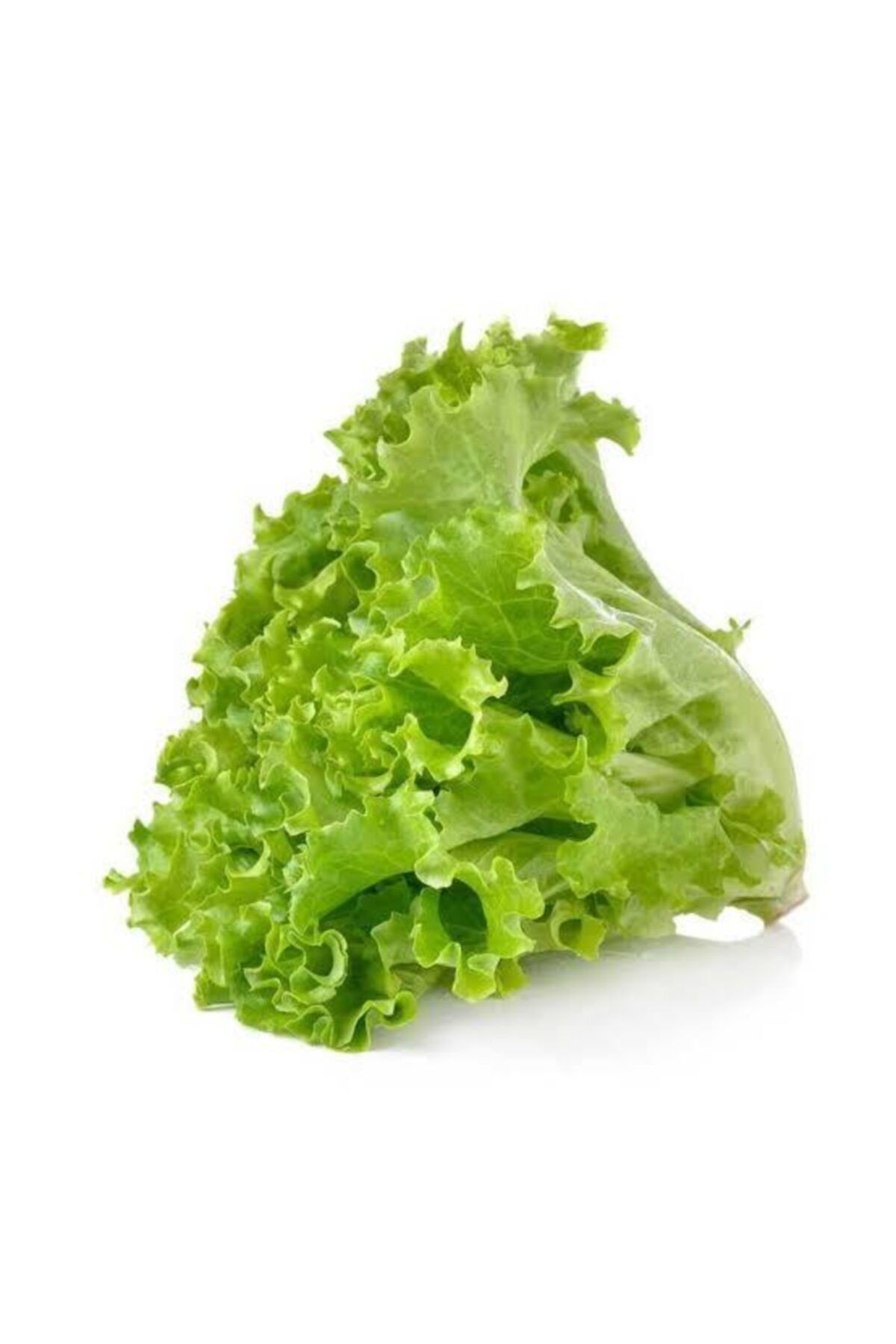 Hal Kıvırcık Marul