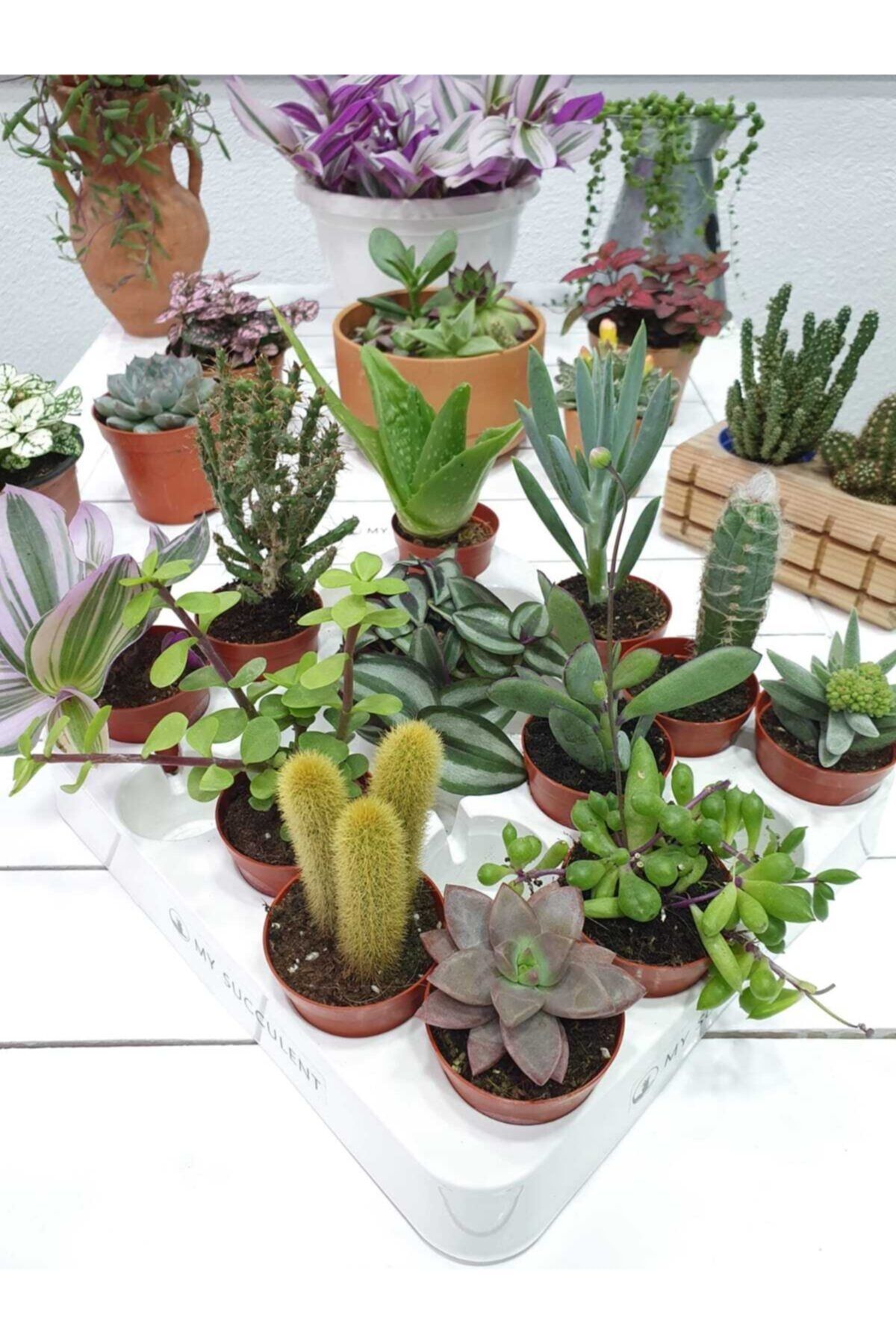 My Succulent Kaktüs ve Sukulent 12'li Tam Karışık Mix 12'li Cactus Succulent