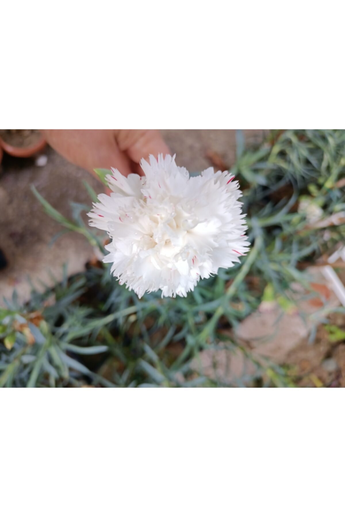 zarif çiçek Karanfil Beyaz Renk