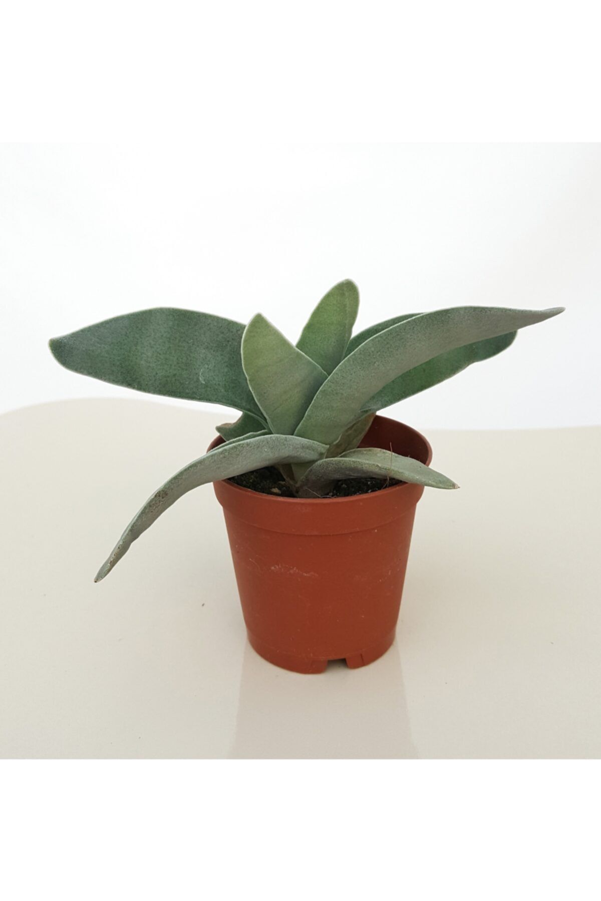 Hilal Garden Crassula Falcata Özel Tür Sukulent