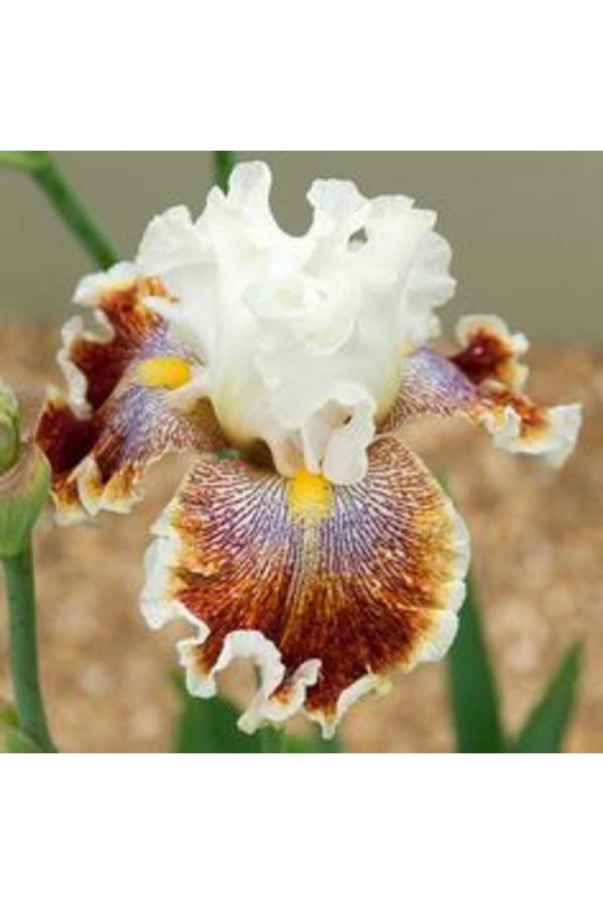 GARDENYA TOHUMCULUK 2 Adet Sütlü Kahve Iris  Germenica Çiçek Soğanı