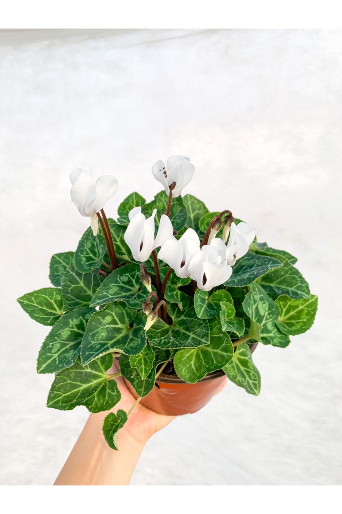 RetroCicekcilik Beyaz Cyclamen Çiçeği Saksıda Çiçekli Sıklamen