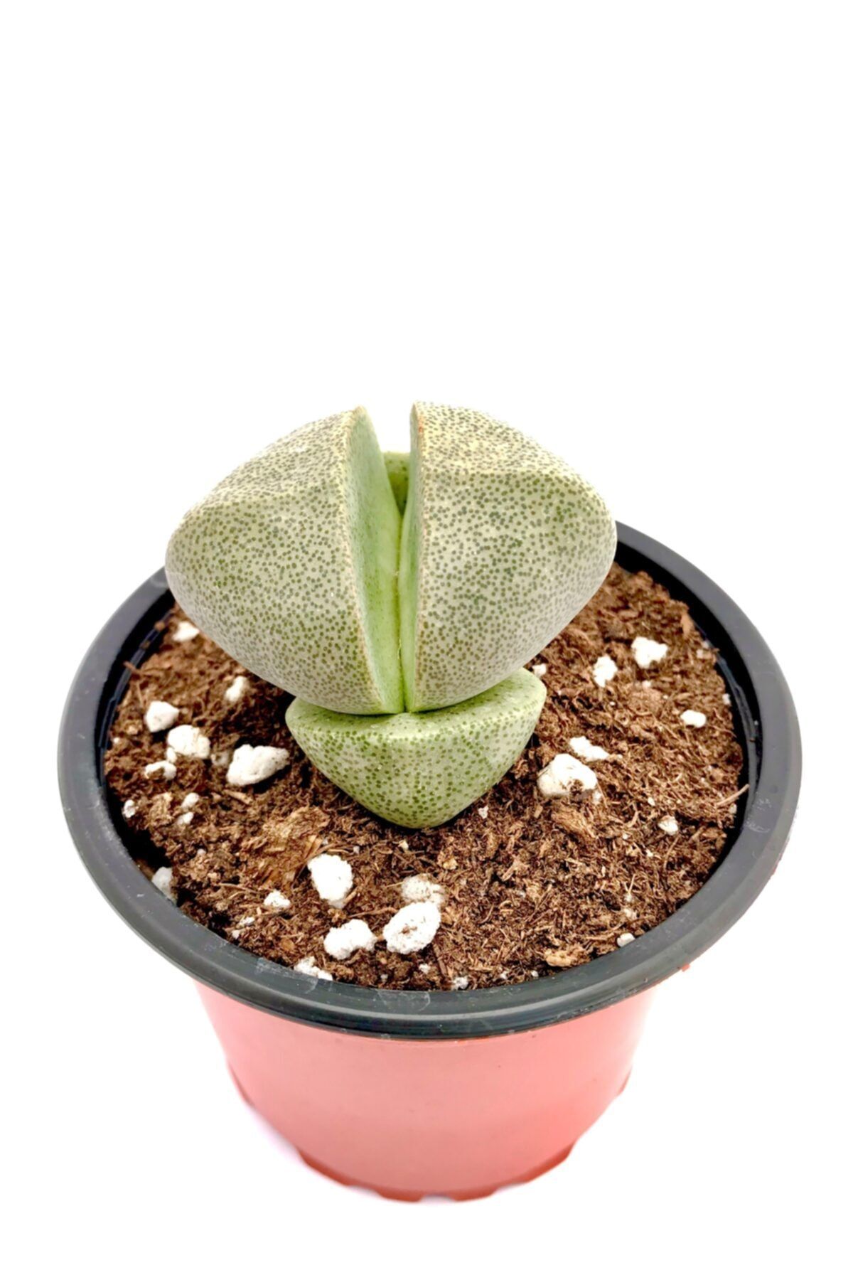 ünal kaktüs Pleiospilos Nelii (8,5cm) Sukulent