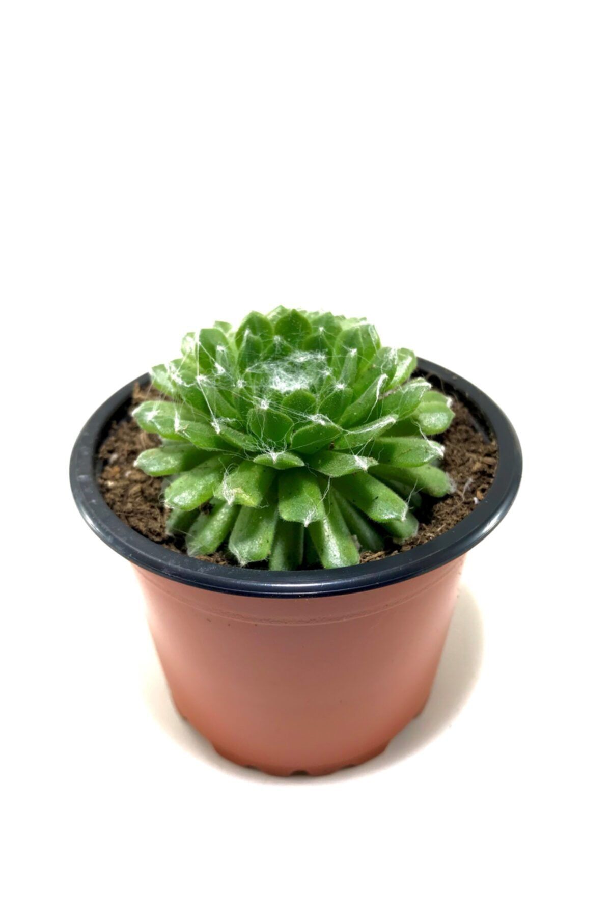 ünal kaktüs Sempervivum Arachnoideum 8,5cm Sukulent