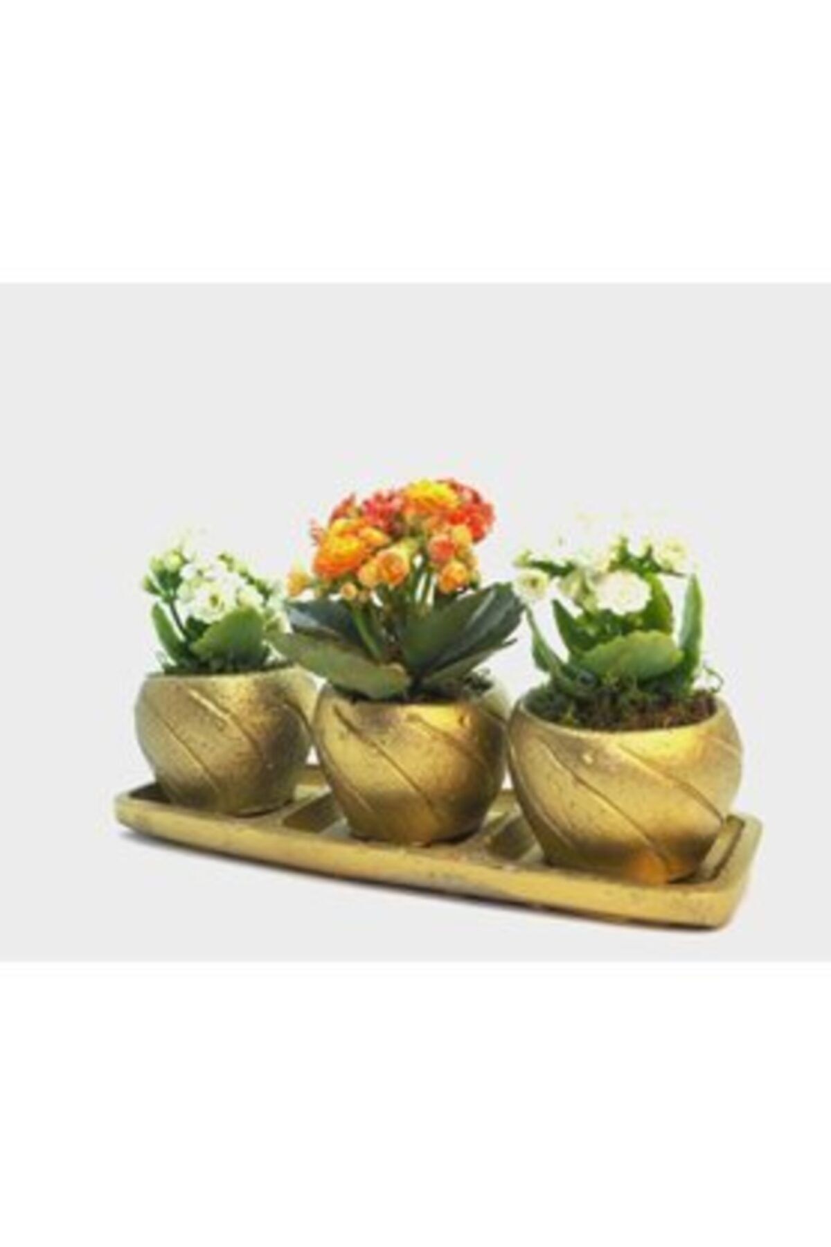 Hasal Süs Bitkileri Çeşitli Renkte Kalanşo Kalanchoe & Altın Trio Curve Beton Saksıda Hediyelik Canlı Çiçek