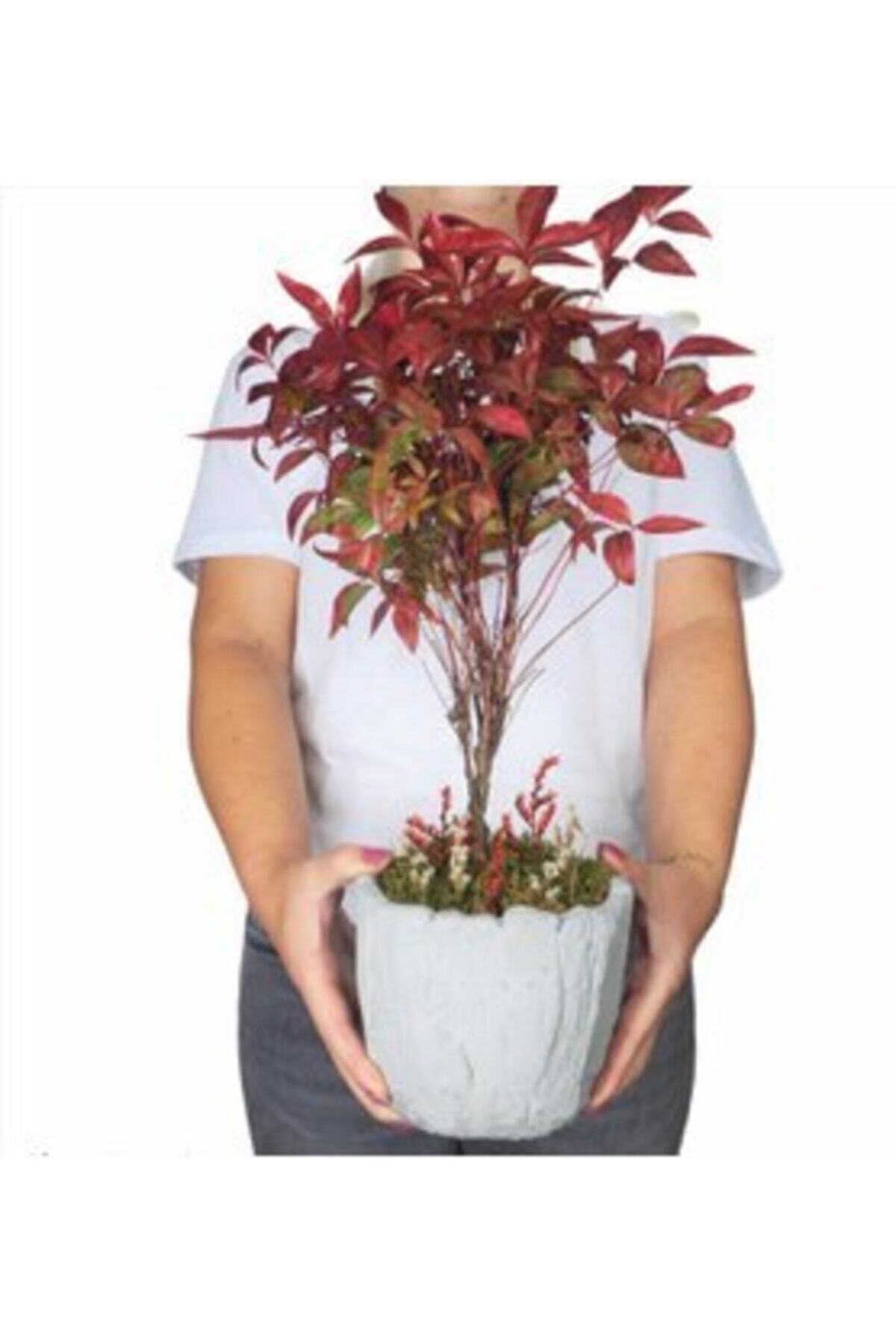 Hasal Süs Bitkileri Cennet Bambusu Nandina Domestica Bonsai & Wood Moss Beton Saksıda Canlı Çiçek