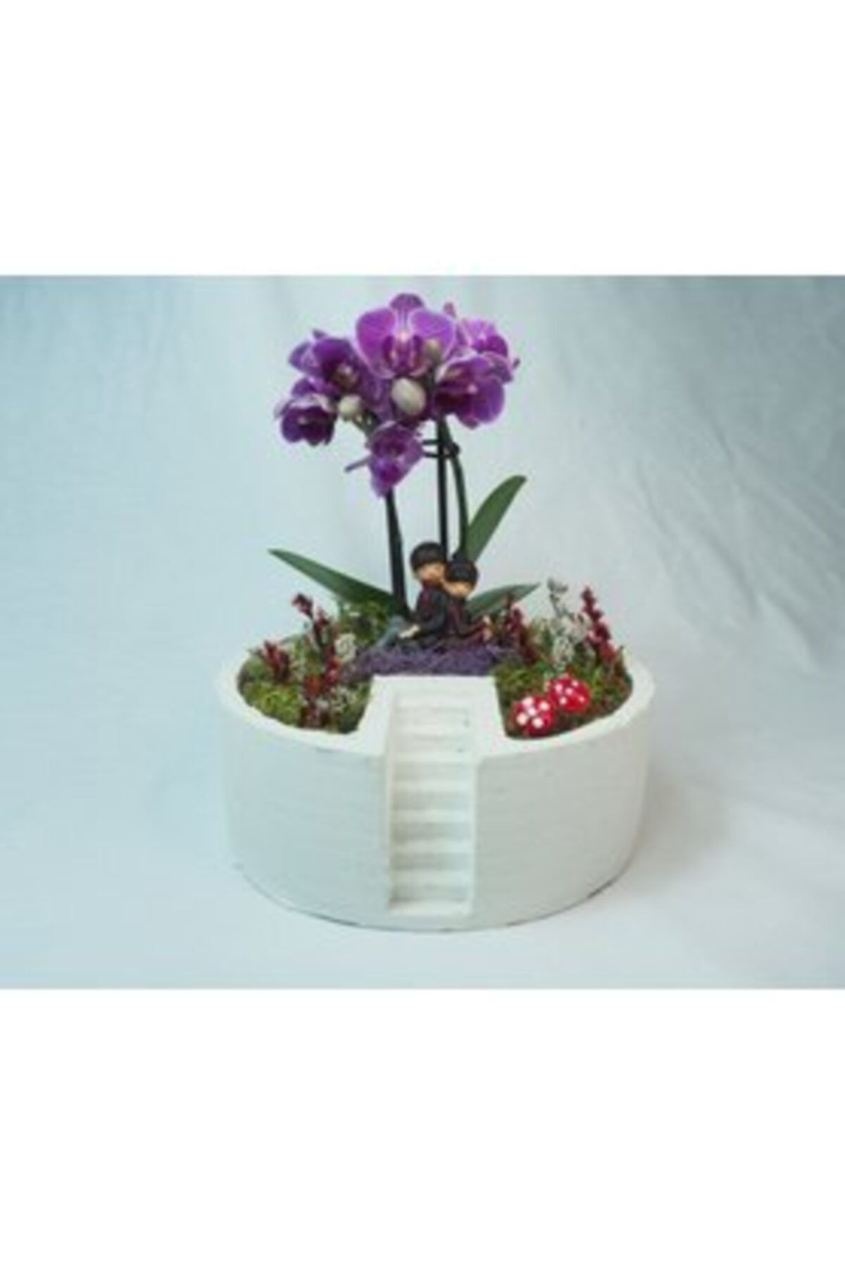 Hasal Süs Bitkileri Çift Dal Mini Mor Orkide  Beyaz Life Ladder Beton Saksıda Canlı Çiçek