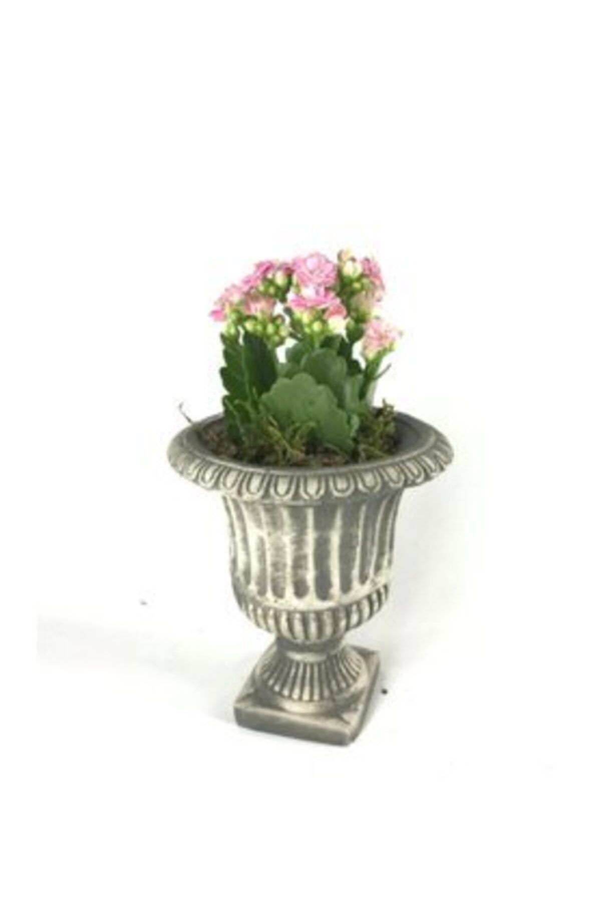 Hasal Süs Bitkileri Pembe Kalanşo Kalanchoe & Gri Antik Beton Saksıda Hediyelik Canlı Çiçek