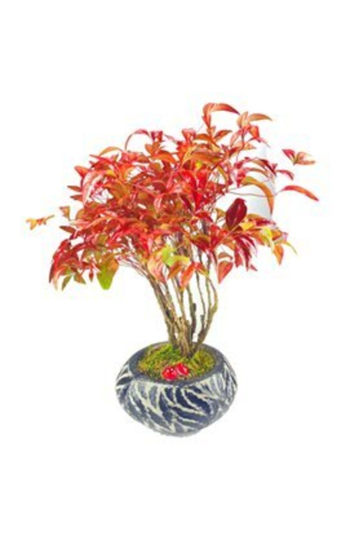 Hasal Süs Bitkileri Cennet Bambusu Nandina Domestica Bonsai & Siyah Vane Beton Saksıda Hediyelik Canlı Çiçek