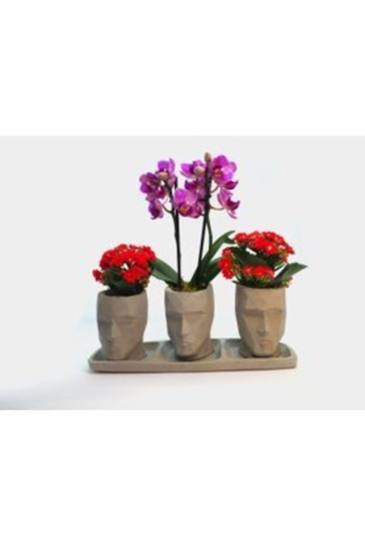 Hediye Çiçek Çift Dal Mor Orkide  Kırmızı Kalanşo Kalanchoe  Gri Trio Mini Vision Beton Saksıda Canlı Çiçek