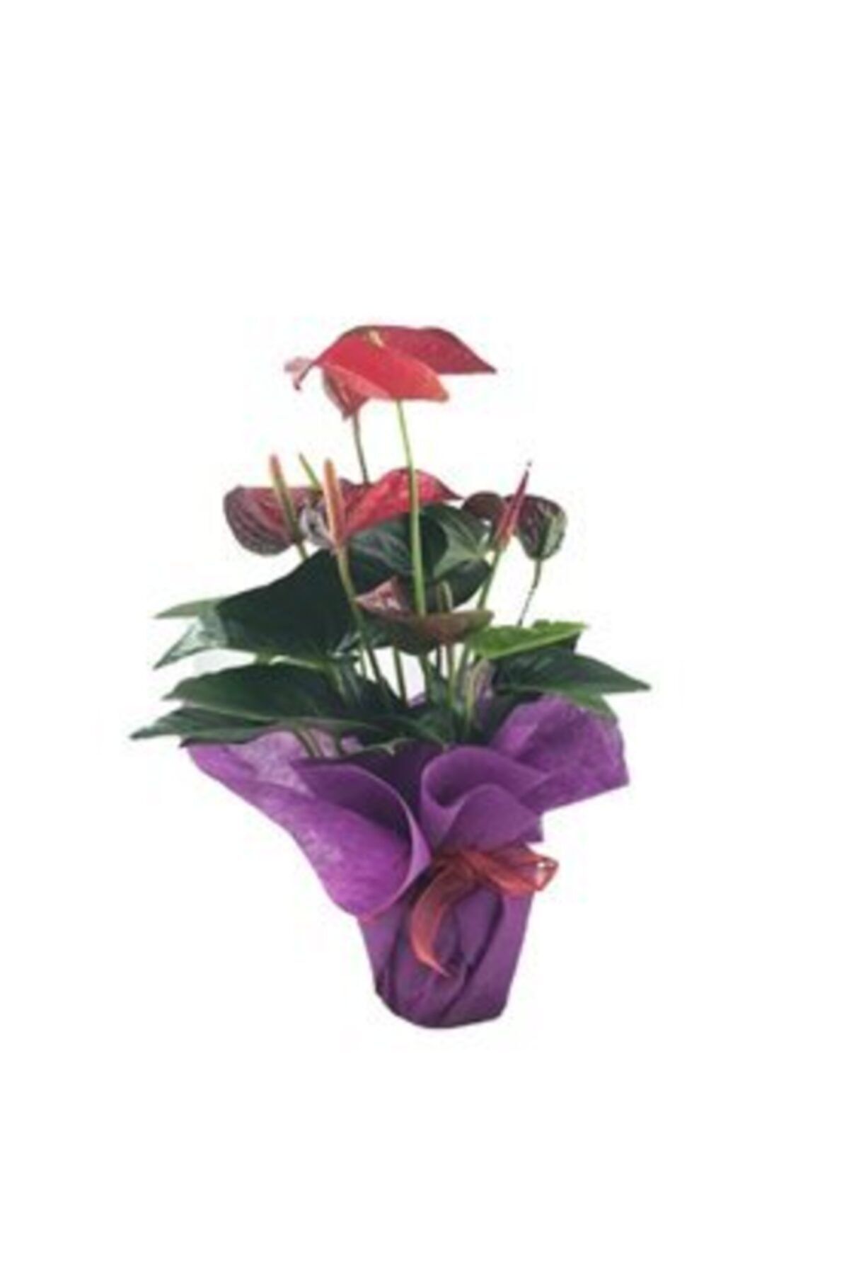 Hasal Süs Bitkileri Flamingo Çiçeği Antoryum Anthurium Mor Sarım Kırmızı Kurdele Saksıda  Canlı Çiçek