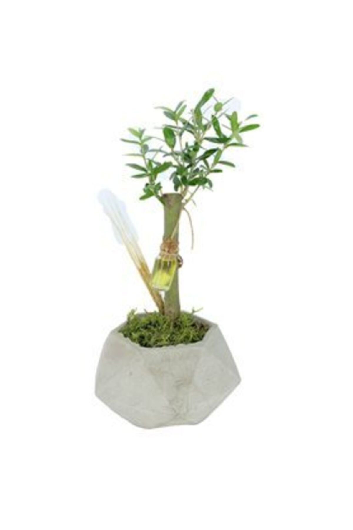 Hasal Süs Bitkileri Zeytin Ağacı Bonsai & Gri Geometrik Beton Saksıda Hediyelik Canlı Çiçek