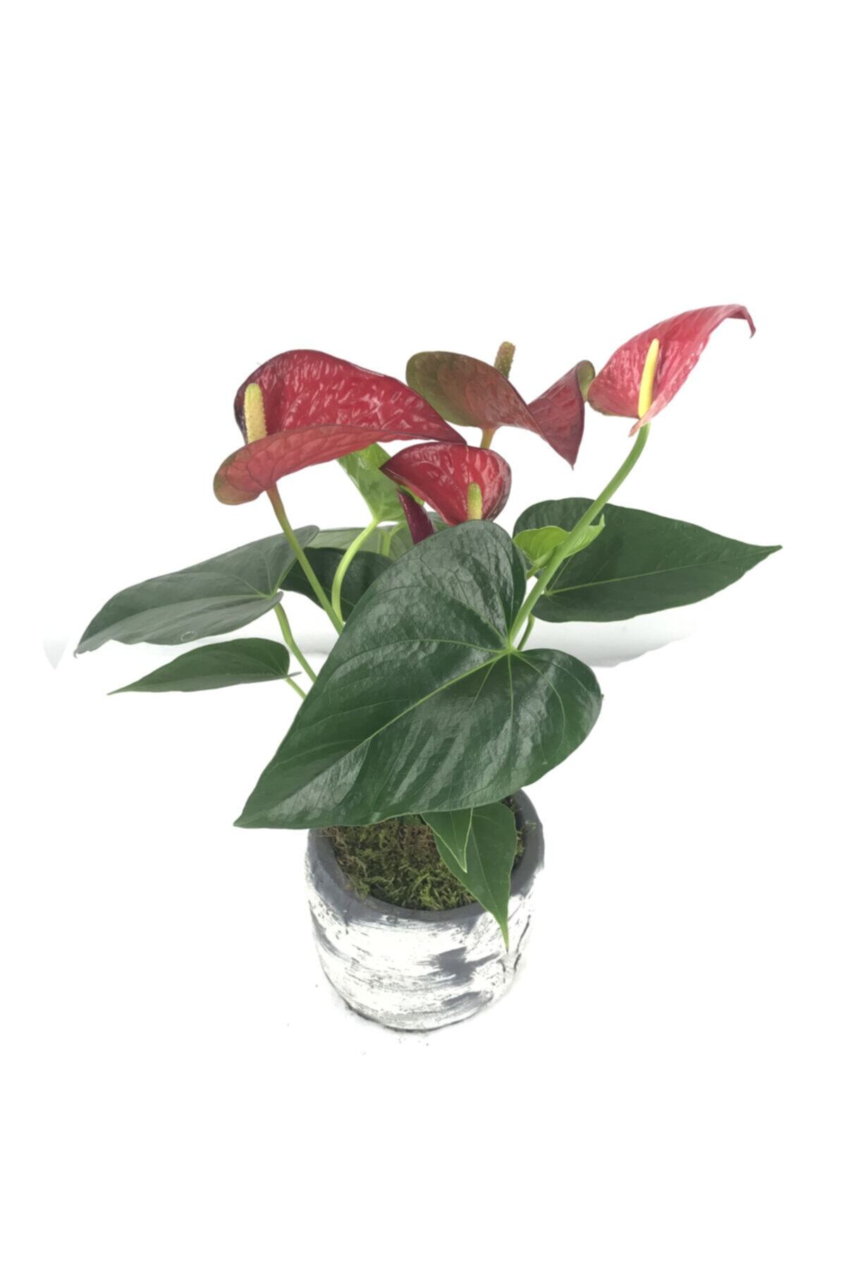 Hasal Süs Bitkileri Flamingo Çiçeği Antoryum Anthurium  Eskitme Remz Beton Saksıda Hediyelik Canlı Çiçek