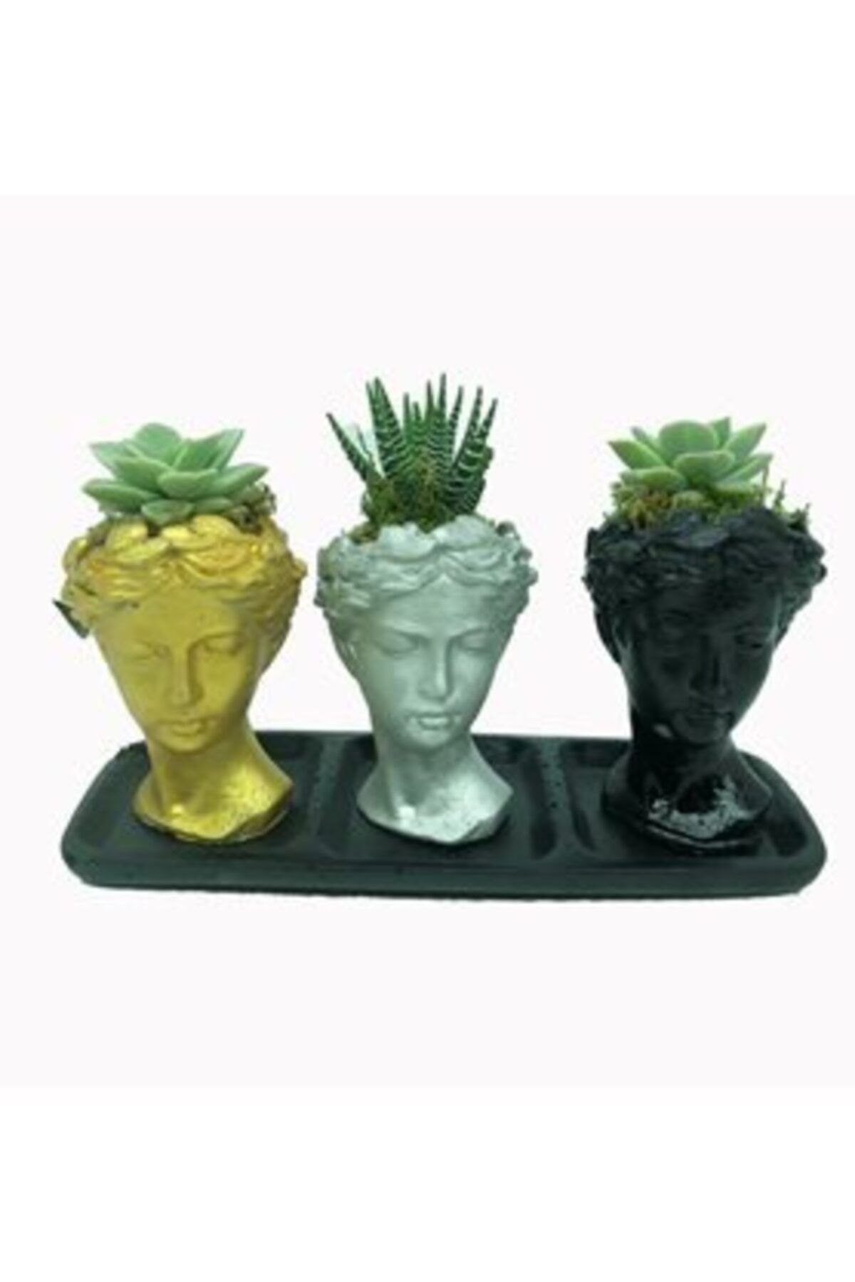 Hasal Süs Bitkileri Haworthia Ve Sukulent & Üç Renkli Trio Helen Beton Saksıda Hediyelik Canlı Çiçek